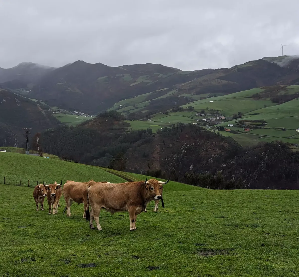 Vacas pastanto al aire libre