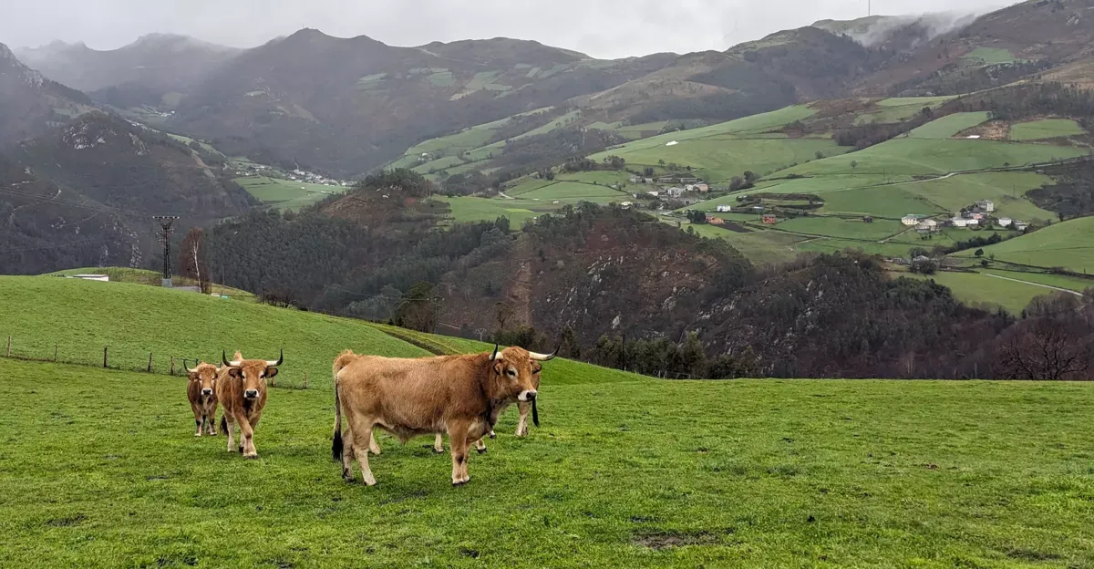 Vacas pastanto al aire libre